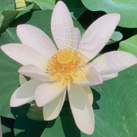 白川深谷 (@fukayashirakawa) 's Twitter Profile Photo