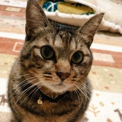 nyamtoma's profile picture. 自閉症スペクトラムで情緒学級在籍の中学2年生の一人息子と夫、もと保護猫二匹と暮らしています。フルタイムで障害者福祉関係の仕事をして、あわただしく過ごす日々ですが仕事のお陰で得るものも多いと感じています。
登校渋り6年目。たくさんの方から応援いただきながら少しずつ前進したり後退したりを繰り返しています。