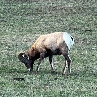 Kev Ranch (@kevranch) 's Twitter Profile