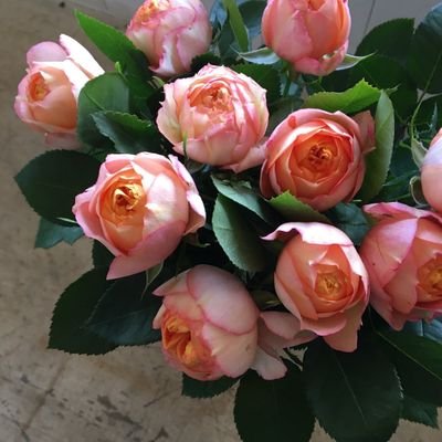 sanO_Osanr's profile picture. 色々   ゆっくり広げていければ良いなぁ～って思っています。m(_ _)m