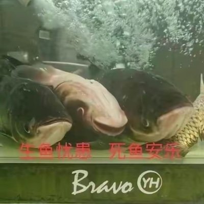 abba235033's profile picture. 