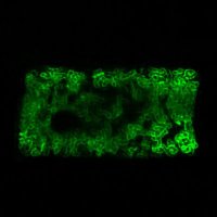 Paszkowski Lab (@paszkowskilab) 's Twitter Profile Photo Paszkowski Lab (@paszkowskilab) 's Twitter Profile Photo