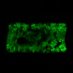 Paszkowski Lab (@PaszkowskiLab) Twitter profile photo