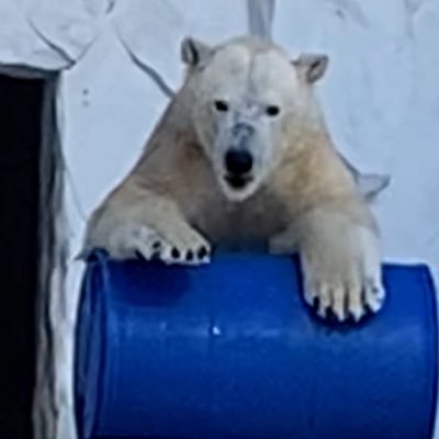 TT_BM0517's profile picture. 東山動物園ホッキョクグマ🐻‍❄️ フブキに絶賛癒され中。遠い秋田から名古屋に来てくれてありがとう♡フブキが幸せでありますように(⁎ᴗ͈ˬᴗ͈⁎)不慣れですがよろしくお願いします。マレーグマ、マーチンとフクロテナガザル、ケイジ君も♡アジアゾウ🐘🌸さくらちゃん🌸
