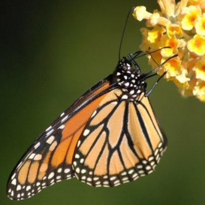 ButterflyHatch Profile Picture