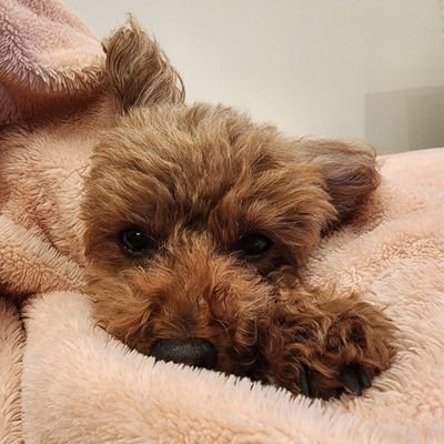 8才のトイプードル(ルル♂️)と家族と一緒に
暮らしています🐶40代女性です。どうぞよろしくお願いいたします🐶トイプードル大好き❤️猫も大好きです🐱🏡は東京です🌸
ディズニー大好き❤️
パンやお菓子作りも好き🍞🍰
