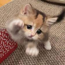 Shan_gadot's profile picture. The summer has gone