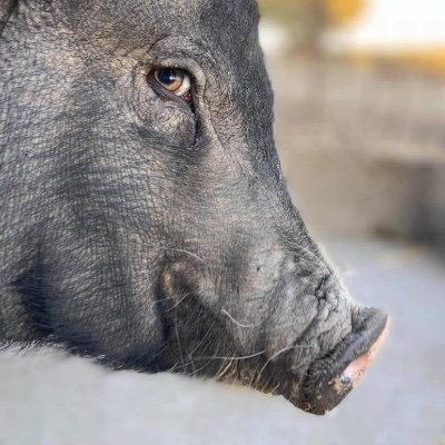 Discover life at Harvest Home Animal Sanctuary in California.