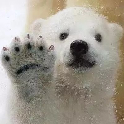 lowaKent's profile picture. 