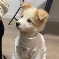 ShyAndHorny (@stuffamutt) 's Twitter Profile Photo ShyAndHorny (@stuffamutt) 's Twitter Profile Photo