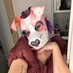🌹Primrose🦴FurSquared as FloggyDoggy!🌹 (@primrosepup) Twitter profile photo 🌹Primrose🦴FurSquared as FloggyDoggy!🌹 (@primrosepup) Twitter profile photo