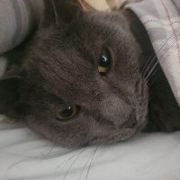 Kate Sibson (@katesibson) 's Twitter Profile