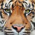 Sadiq 🐯🐯 (@sodiqayorems) Twitter profile photo