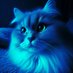Curious Kitty Cat (@curiouskittyc4t) Twitter profile photo Curious Kitty Cat (@curiouskittyc4t) Twitter profile photo