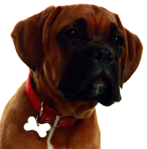 Henry_Boxer Profile Picture