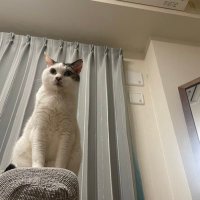 もちとり (@sake_mochi) 's Twitter Profile