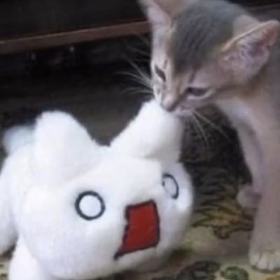 annoying music nerd , 15 , car seat headrest ENTHUSIAST my name is fangfacee on every other social media #cshtwt ✩⋆。‧₊˚⭑˚₊‧。⋆✩
