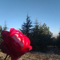 🤍⚘🤍Ayşegül ❤ Yasin ERUSLU 🤍⚘🤍 (@aysegulolcerr) 's Twitter Profile