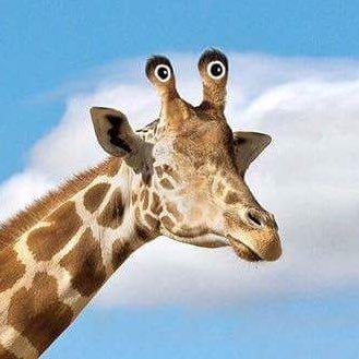 TangeCla's profile picture. クラウディア • 클라우디아. She / Her. Mi piacciono tante cose, spesso cose brutte. TYPO. Mi lamento sempre, sorry. Colpevole di weeb, ma giuro che a volte sono seria.