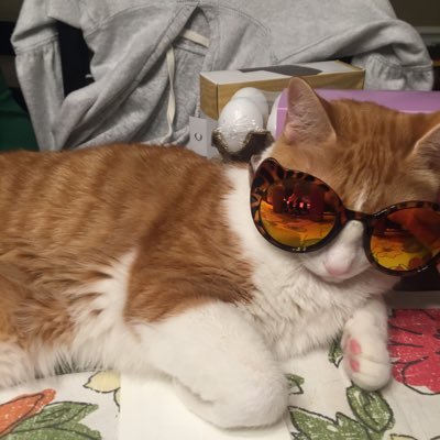 lotcatnip's profile picture. Phish & Cats
