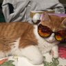lotcatnip's profile picture. Phish & Cats