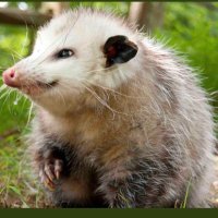 Opossum(@jfp920) 's Twitter Profileg