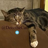 Deco (@decothecat) 's Twitter Profile