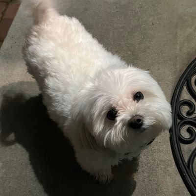 Woofin' wisdom & Pawsitivity from fluffy intellectual. #MaltEsquire
I love belly rubs and chicken too 😂