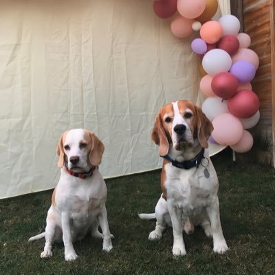 We are Milo(tri) and Rosie (lemon) and we are the bestest, cheekiest, most gorgeous beagles in the world! (that’s what our hoomans think anyway) 🐶🐶