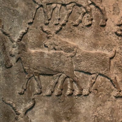 vanillafancies's profile picture. D.