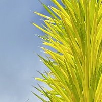 Lets go (@volleyarcher2) 's Twitter Profile Photo