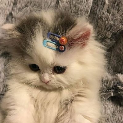 PonceuseQueen's profile picture. Juste ici pour passer le temps et ne rien poster 👌