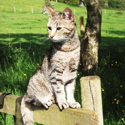 The life and times of Cleopatra (elegant tabby) and Oddie (goofy ginger).
Cleo wrote the bio, obviously 😼

🏳️‍🌈 We have two mums.