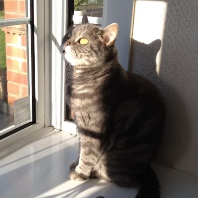 I'm Ozzie a BSH cat I went OTRB🌈after a brave battle with Lymphoma on 14/6/16 aged 7 My Sis Jasmine Tweets for me now. https://t.co/pZcKrLq0eM