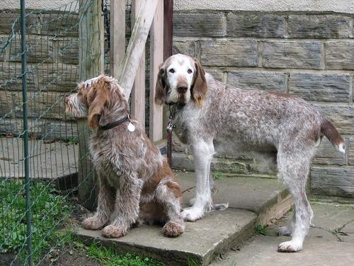 In memory of Raffs (sittin in pic), beautiful soul & my best mate for 12 yrs; & his gt uncle Willoughby (standing).I'm Ry, nature-loving old green lefty 🌱🌷⚽️