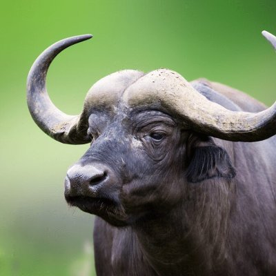 Superior to plants and humans. Masters in BS from FU. No sheep have been harmed in my education or cow farts.
