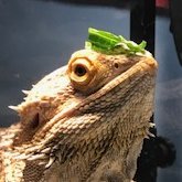 tomthebeardie Profile Picture