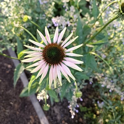 tiny_lies's profile picture. a majestic whatever ||