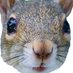 Distracted_Squirrel (@s3cr3t_sqrl) Twitter profile photo