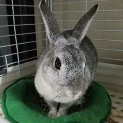 quizmaster1012's profile picture. 