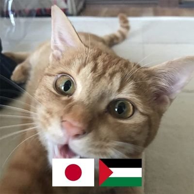 ネ コ 厶 ス メ 🇵🇸Free Palestineさんのプロフィール画像