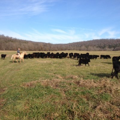 LynnKeener's profile picture. Christian, cow/calf rancher, pilot, retired dentist, love to hunt and fish or anything outdoors.