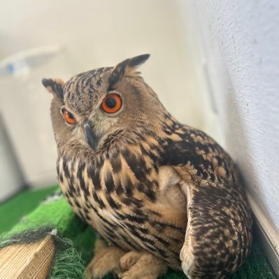 🦉ユーラシアワシミミズク(キング)🦉メンフクロウ(わたあめ)