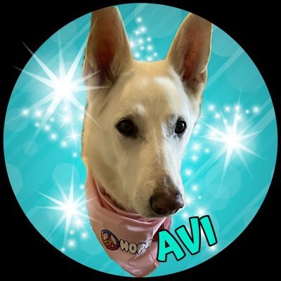 I’m Avi, extra large sassy senior, rescue, #theruffriderz #ZSHQ, #FurryTails #BeKind #zzst my dade’s art can be found at https://t.co/l62fcmKpQc