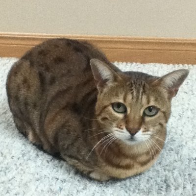 Elliott_Gaal's profile picture. 