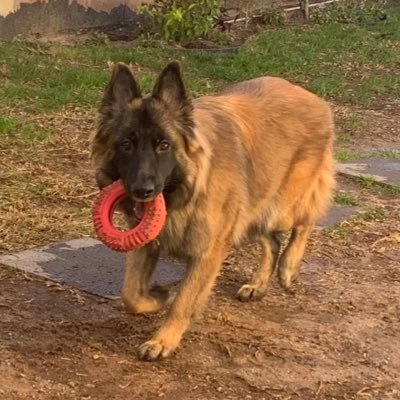 pimpwino's profile picture. Sanluisino de nacimiento, Cachanilla de corazón y abogado de Vocación. Te manejo de todos los temas, pero muy poquito