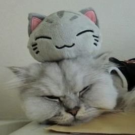 🇯🇵USA🐱さんのプロフィール画像