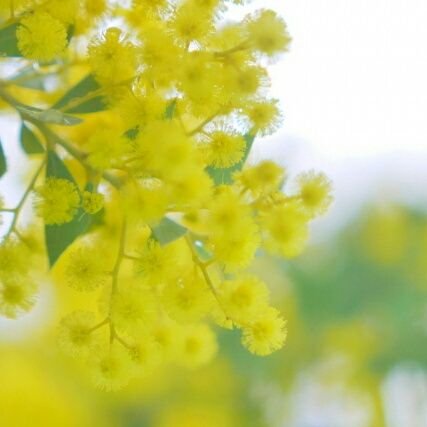 mimosa_colon's profile picture. 板、チャートを見てあれこれ考えることが好きな弱小投資家です。「The trend is your friend.」をいつも忘れずに🙂