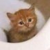 มะเขือเท่ด (@gsmakuatade) Twitter profile photo มะเขือเท่ด (@gsmakuatade) Twitter profile photo