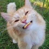 Like. (@oddputa) 's Twitter Profile